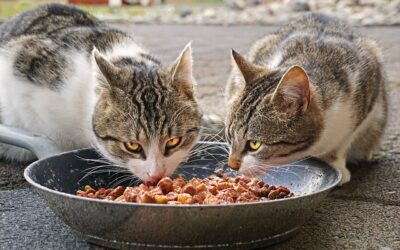 How to Make Cat Food – Do You Need Human Being Food?