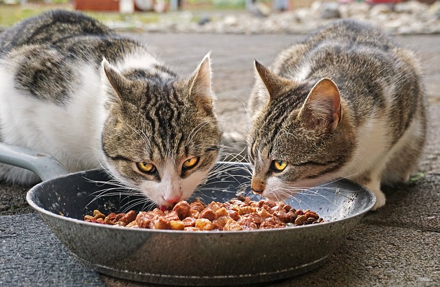 How to Make Cat Food – Do You Need Human Being Food?
