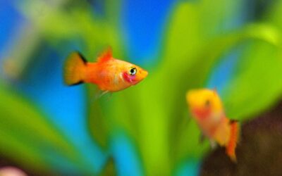 Top 10 Pet Fish Care Tips